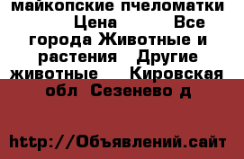  майкопские пчеломатки F-1  › Цена ­ 800 - Все города Животные и растения » Другие животные   . Кировская обл.,Сезенево д.